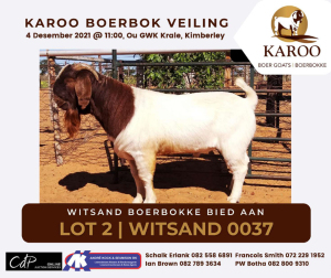 LOT 2 1X BOER GOAT RAM Kudde WITSAND BOERBOKSTOET