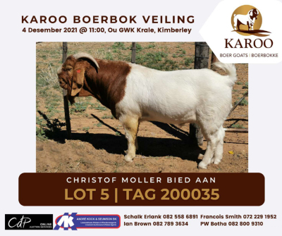 LOT 5 1 BOER GOAT RAM Stoet CHRISTOFF MOLLER