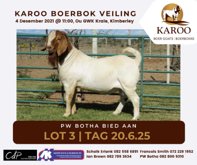 LOT 3 1X BOER GOAT RAM Kudde PW BOTHA