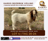 LOT 4 ONTTREK BOER GOAT RAM WERCON BOERDERY - 2