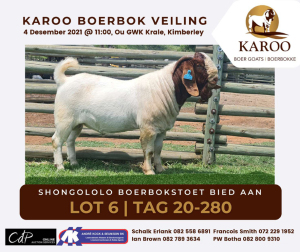 LOT 6 1X BOER GOAT RAM Stoet SHONGOLOLO BOERBOKSTOET