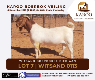 LOT 7 1X BOER GOAT RAM Kudde WITSAND BOERBOKSTOET