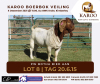 LOT 8 1X BOER GOAT RAM Kudde PW BOTHA