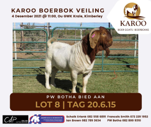 LOT 8 1X BOER GOAT RAM Kudde PW BOTHA