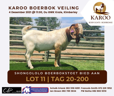 LOT 11 1X BOER GOAT RAM Stoet SHONGOLOLO BOERBOKSTOET