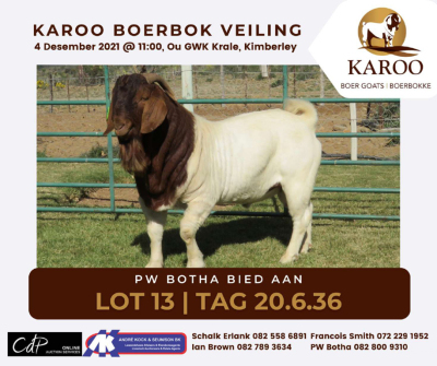 LOT 13 1X BOER GOAT RAM Kudde PW BOTHA