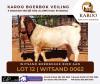 LOT 12 1X BOER GOAT RAM Kudde WITSAND BOERBOKSTOET