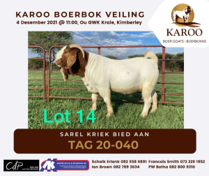 LOT 14 1X BOER GOAT RAM Stoet SCHOONHEID BOERBOKSTOET