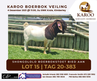 LOT 15 1X BOER GOAT RAM Kudde SHONGOLOLO BOERBOKSTOET