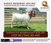 LOT 16 1X BOER GOAT RAM Kudde SHONGOLOLO BOERBOKSTOET