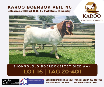 LOT 16 1X BOER GOAT RAM Kudde SHONGOLOLO BOERBOKSTOET