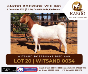 LOT 20 1X BOER GOAT OOI/EWE Kudde WITSAND BOERBOKSTOET