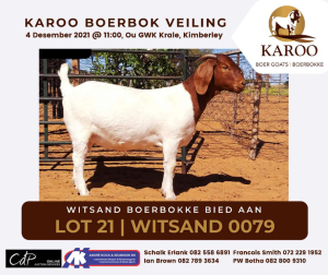 LOT 21 1X BOER GOAT OOI/EWE Stoet WITSAND BOERBOKSTOET