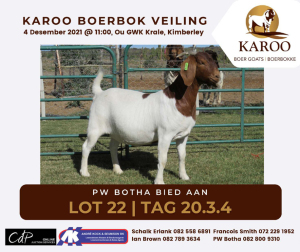 LOT 22 1X BOER GOAT OOI/EWE Kudde PW BOTHA