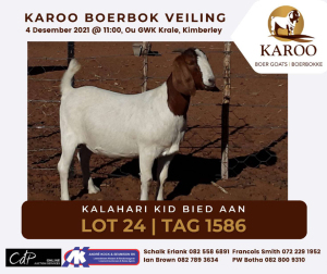 LOT 24 1X BOER GOAT OOI/EWE Kudde KALAHARI KID BOERBOKSTOET