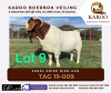 LOT 9 ONTTREK BOER GOAT RAM SCHOONHEID BOERBOKSTOET - 2