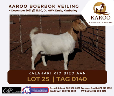 LOT 25 1X BOER GOAT OOI/EWE Stoet KALAHARI KID BOERBOKSTOET