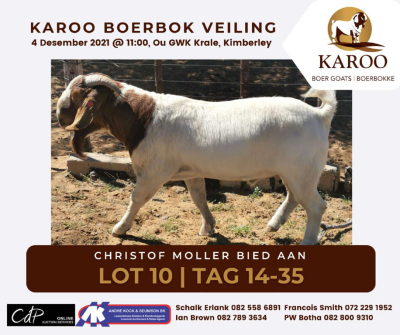 LOT 10 1X BOER GOAT RAM Stoet CHRISTOFF MOLLER