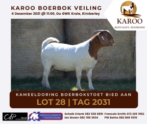 LOT 28 1X BOER GOAT OOI/EWE Stoet KAMEELDORING BOERBOKSTOET