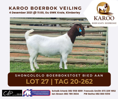 LOT 27 1X BOER GOAT OOI/EWE Stoet SHONGOLOLO BOERBOKSTOET