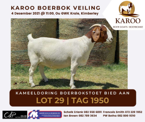 LOT 29 1X BOER GOAT OOI/EWE Kudde KAMEELDORING BOERBOKSTOET