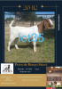 LOT 35 1X BOER GOAT OOI/EWE Stoet POEN DE BRUYN STOET - 2