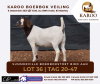 LOT 36 ONTTREK BOER GOAT OOI/EWE SUMMERVILLE BOERBOKSTOET - 2