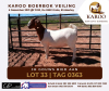 LOT 33 1X BOER GOAT OOI/EWE Kudde JH GOUWS