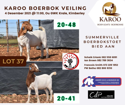 LOT 37 2X BOER GOAT OOI/EWE Kudde SUMMERVILLE BOERBOKSTOET