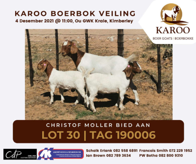 LOT 30 3X BOER GOAT OOI/EWE Kudde CHRISTOFF MOLLER