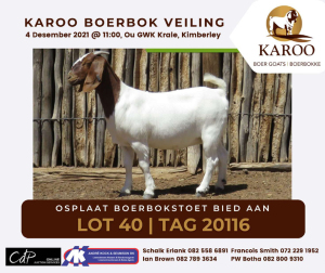 LOT 40 1X BOER GOAT OOI/EWE Stoet OPLPLAAT BOERBOKSTOET