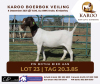 LOT 23 1X BOER GOAT OOI/EWE Kudde PW BOTHA