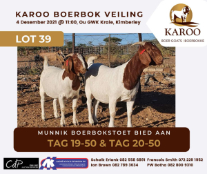 LOT 39 2X BOER GOAT OOI/EWE Kudde MUNNIK BOERBOKSTOET