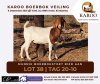 LOT 38 ONTTREK BOER GOAT OOI/EWE MUNNIK BOERBOKSTOET - 2