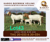 LOT 43 2X BOER GOAT OOI/EWE Kudde SCHOONHEID BOERBOKSTOET