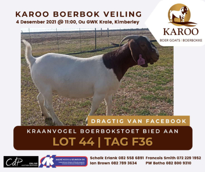 LOT 44 1X BOER GOAT OOI/EWE Kudde KRAANVOGEL BOERBOKSTOET