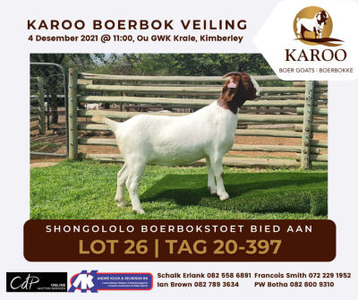 LOT 26 1X BOER GOAT OOI/EWE Kudde SHONGOLOLO BOERBOKSTOET