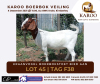 LOT 45 1X BOER GOAT OOI/EWE Stoet KRAANVOGEL BOERBOKSTOET