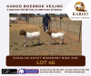 LOT 46 ONTTREK BOER GOAT OOI/EWE SCHALUM ACHUT - 2