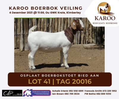 LOT 41 1X BOER GOAT OOI/EWE Stoet OPLPLAAT BOERBOKSTOET