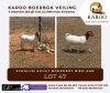 LOT 47 ONTTREK BOER GOAT OOI/EWE SCHALUM ACHUT - 2