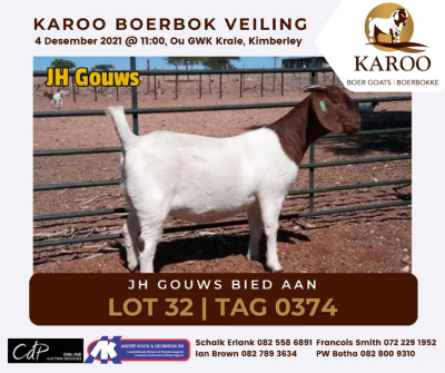 LOT 32 1X BOER GOAT OOI/EWE Kudde JH GOUWS