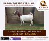 LOT 49 ONTTREK BOER GOAT OOI/EWE STRAUSS BOERBOKSTOET - 2