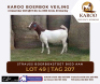 LOT 49 ONTTREK BOER GOAT OOI/EWE STRAUSS BOERBOKSTOET - 2
