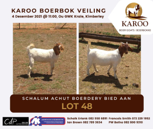 LOT 48 1X BOER GOAT OOI/EWE Kudde SCHALUM ACHUT