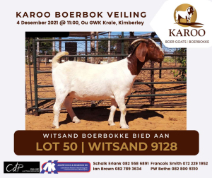 LOT 50 1X BOER GOAT OOI/EWE Stoet WITSAND BOERBOKSTOET