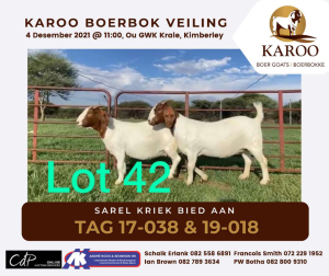 LOT 42 1X BOER GOAT OOI/EWE Kudde SCHOONHEID BOERBOKSTOET