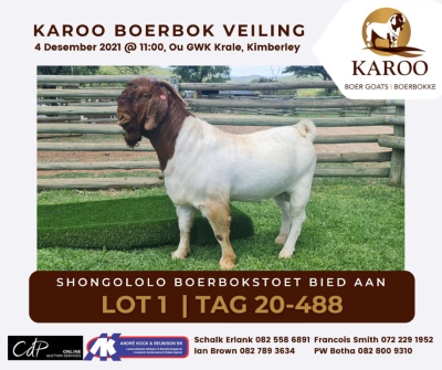 LOT 1 1X BOER GOAT RAM Kudde SHONGOLOLO BOERBOKSTOET