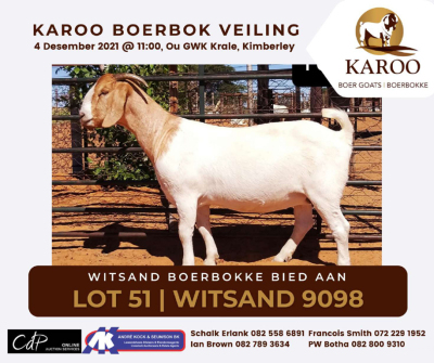 LOT 51 1X BOER GOAT OOI/EWE Stoet WITSAND BOERBOKSTOET