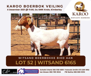 LOT 52 1X BOER GOAT OOI/EWE Kudde WITSAND BOERBOKSTOET